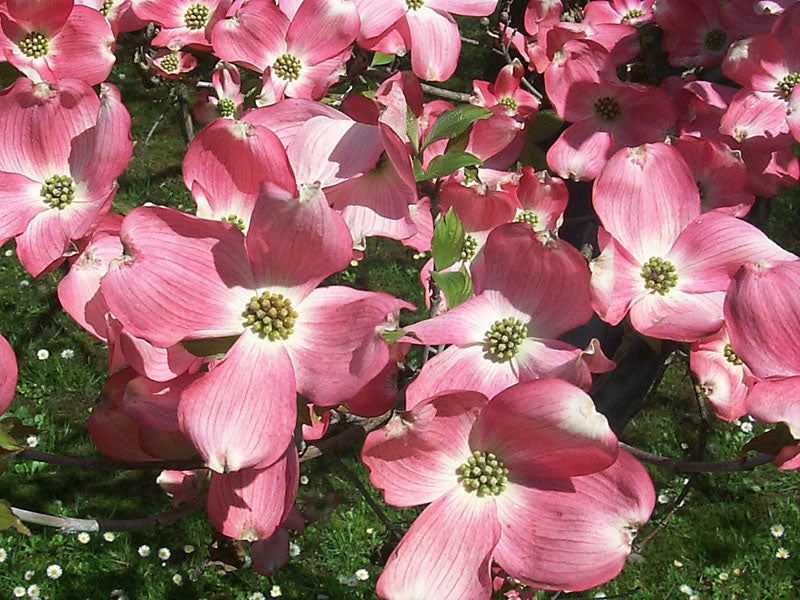 Cornus - Dogwood