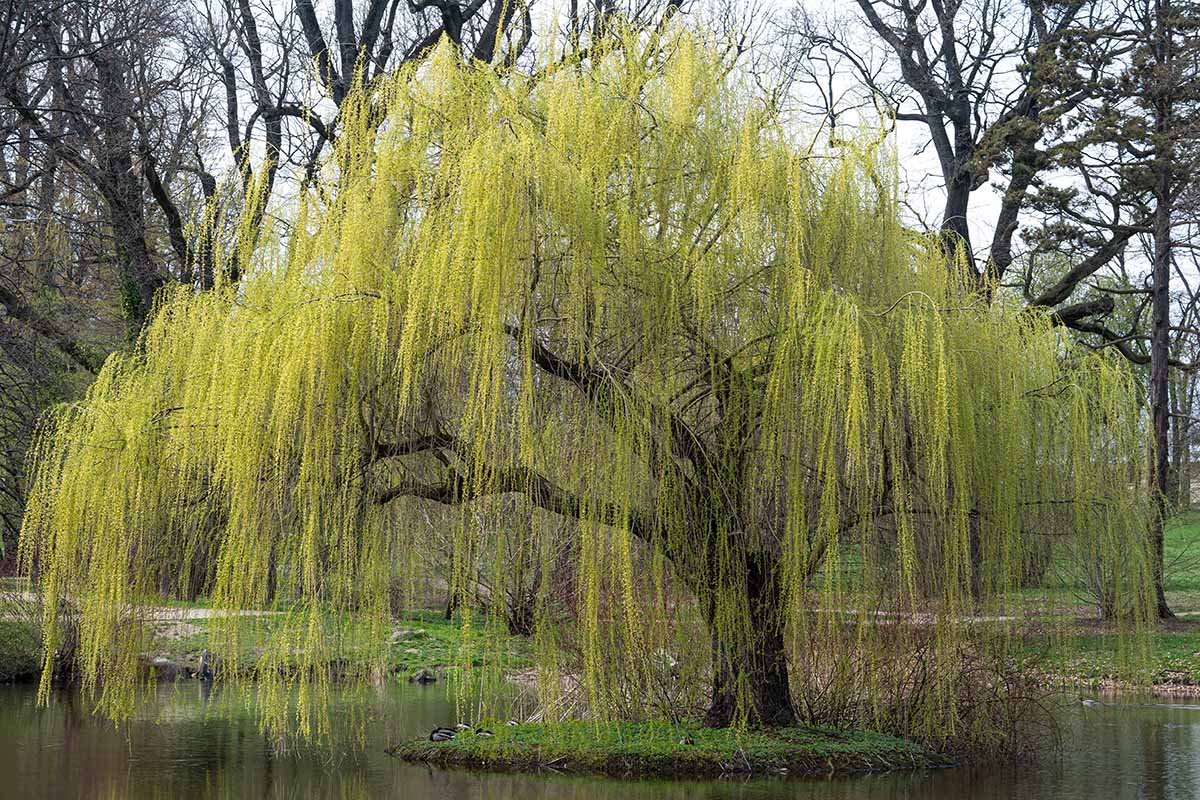 Weeping Trees