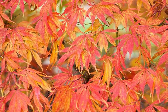 Acer - Maple