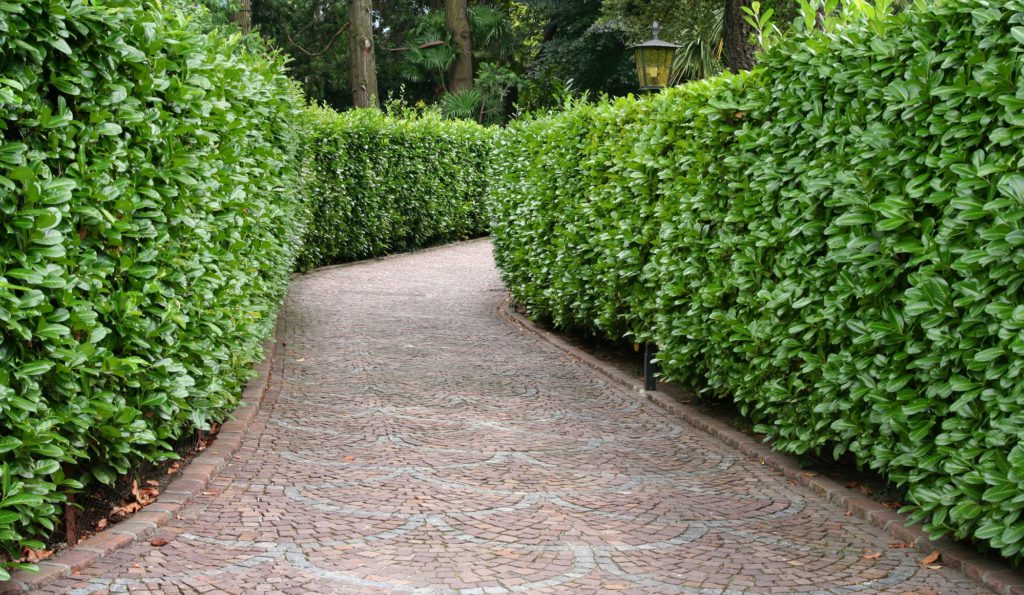 Screening Hedging & Shrubs