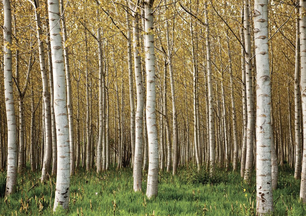 Betula - Birch