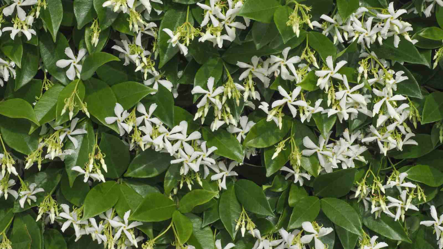 Ground Cover & Climbers