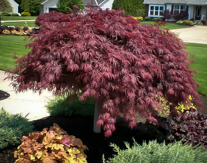 Weeping Japanese Maples