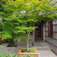 Upright Japanese Maples