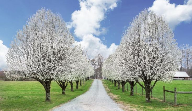 Pyrus - Ornamental Pear