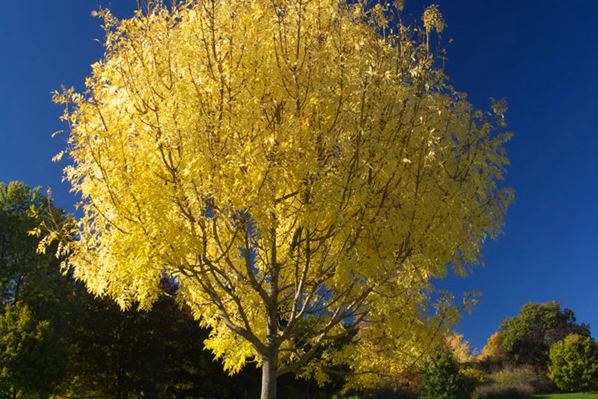 Farm Trees