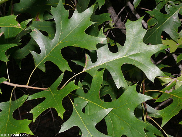 Quercus - Oak