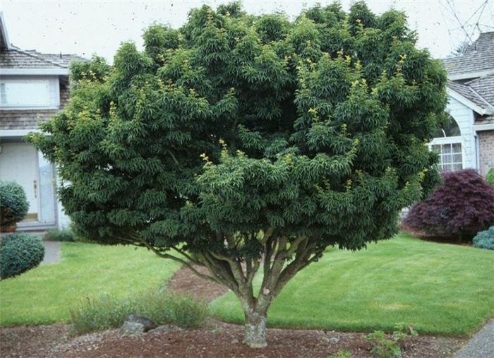 Dwarf Japanese Maples