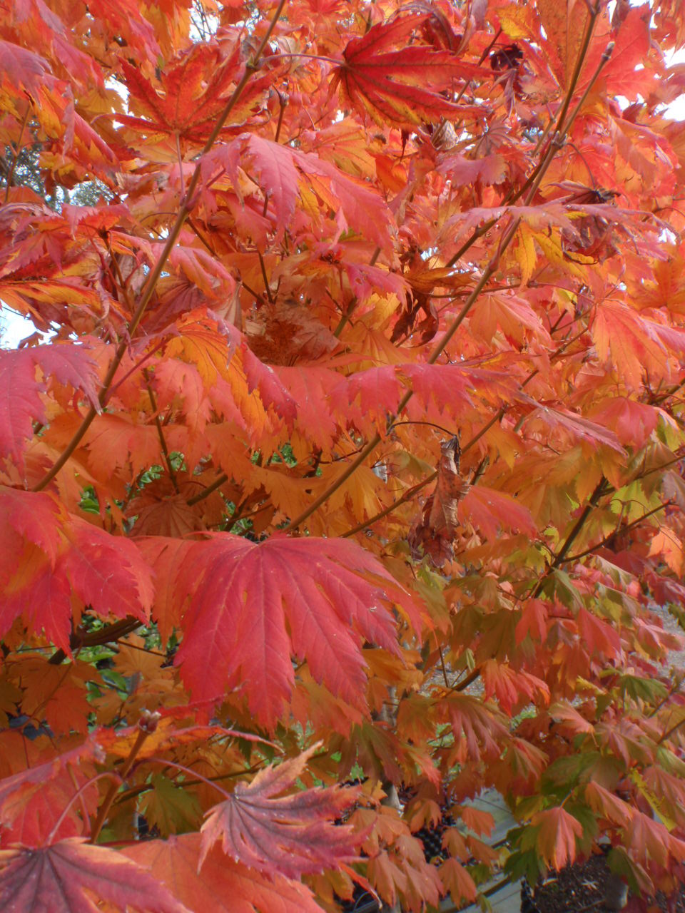 Acer Japonicum Vitifolium - Full Moon Maple