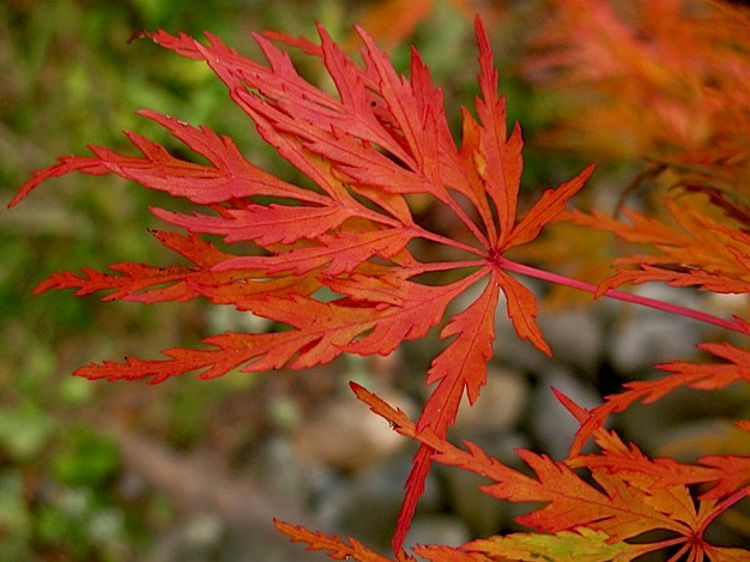 Acer Palmatum Seiryu - Japanese Maple Seiryu