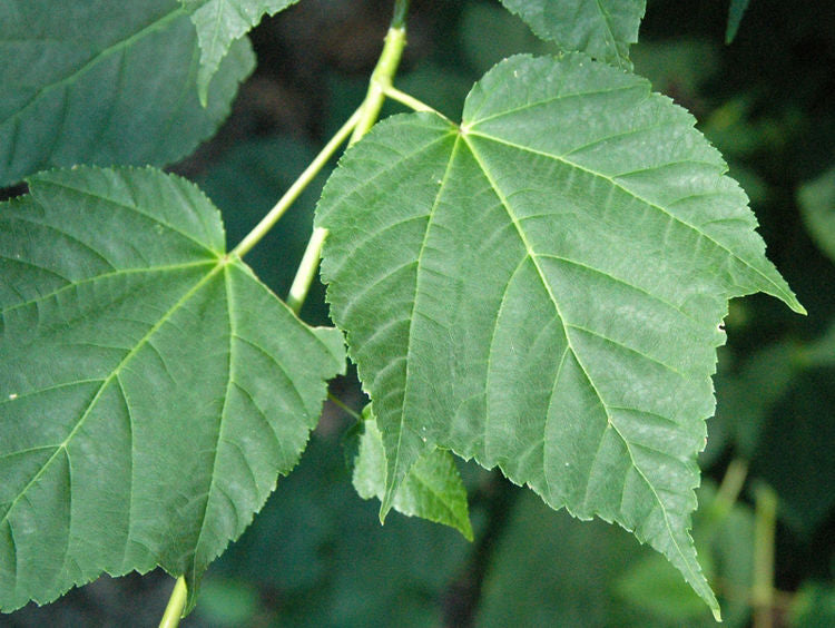 Acer Davidii – Snake Bark Maple