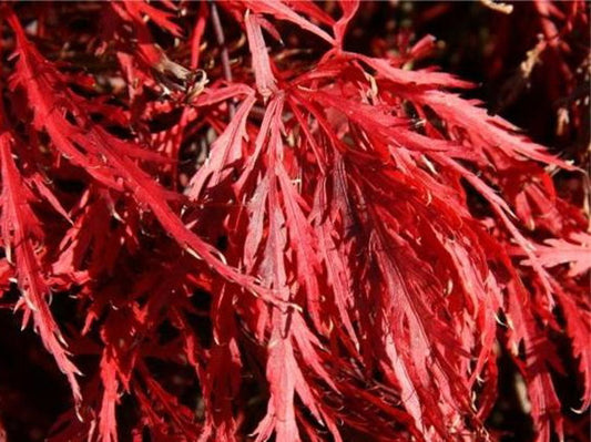 Acer Palmatum Shojo Shidare - Weeping Japanese Maple Shojo Shidare