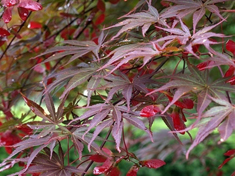 Acer Palmatum Suminagashi - Japanese Maple Suminagashi