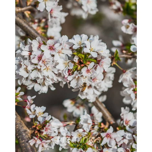 Prunus Yedoensis x Subhirtella Snofozam - Falling Snow Weeping Cherry