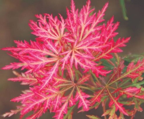 Acer Palmatum Dissectum Orangeola - Weeping Japanese Maple Orangeola