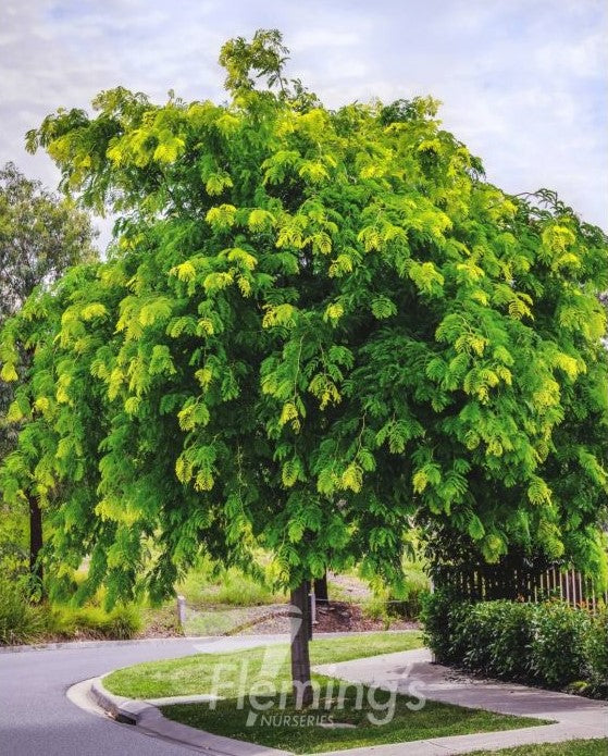 Gleditsia Triacanthos Sunburst - Golden Honey Locust