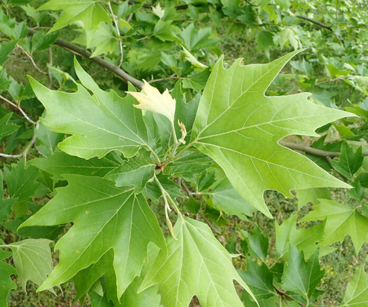 Platanus Orientalis - Oriental Plane Tree