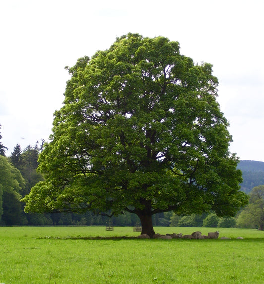 Acer Pseudoplatanus - Sycamore Maple