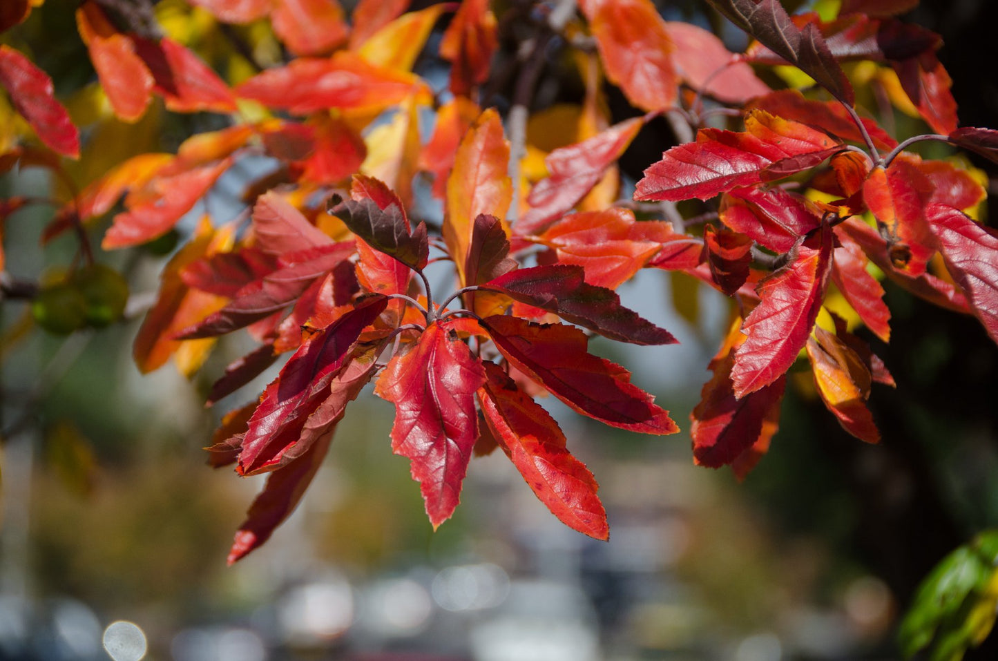 Malus Ioensis Plena - Betchels Crab Apple