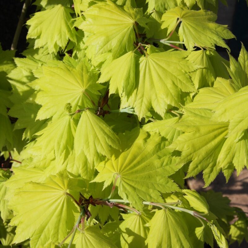 Acer Shirasawanum Aureum - Golden Full Moon Maple