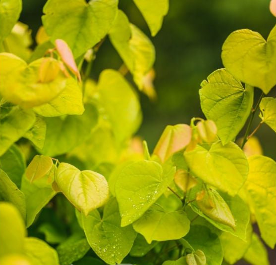 Cercis canadensis - Aurelian Redbud