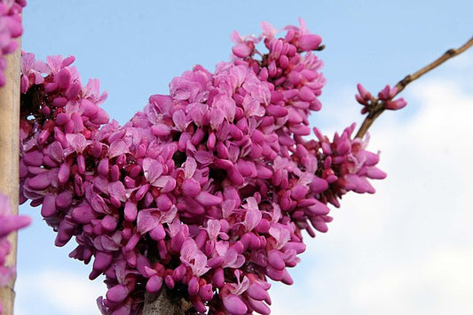 Cercis chinensis - Avondale Redbud