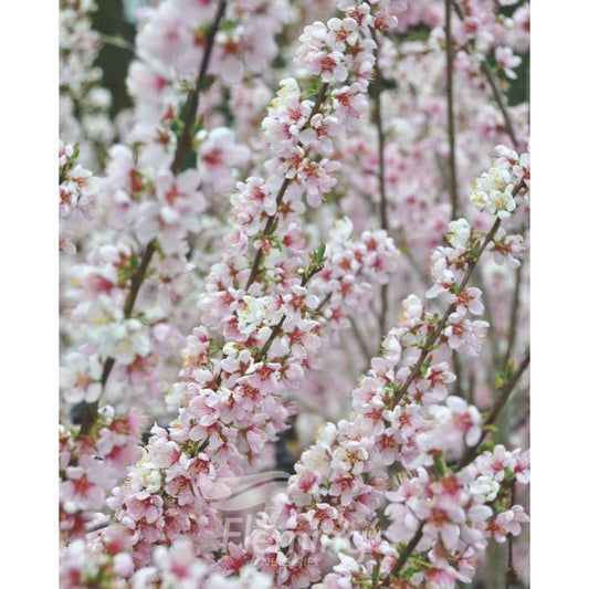 Prunus Cerasifera Elvins - Flowering Plum Elvins