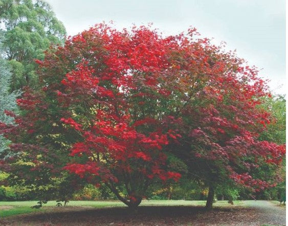 Acer Japonicum Vitifolium - Full Moon Maple