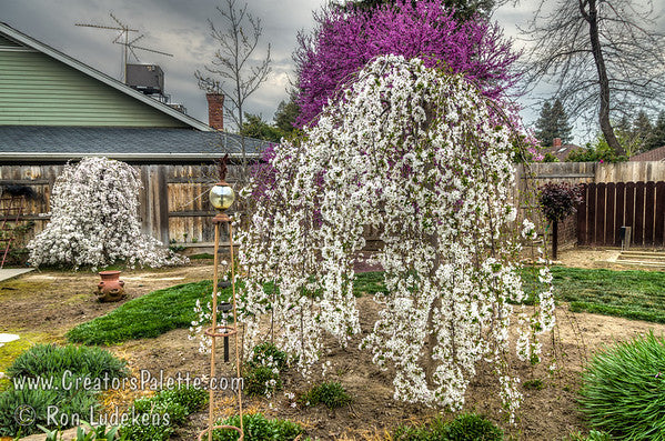 Prunus Yedoensis x Subhirtella Snofozam - Falling Snow Weeping Cherry