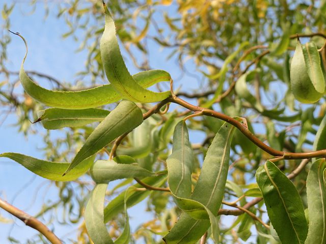 Salix Tortuosa - Tortured Willow