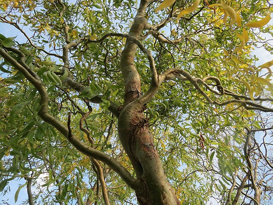 Salix Tortuosa - Tortured Willow