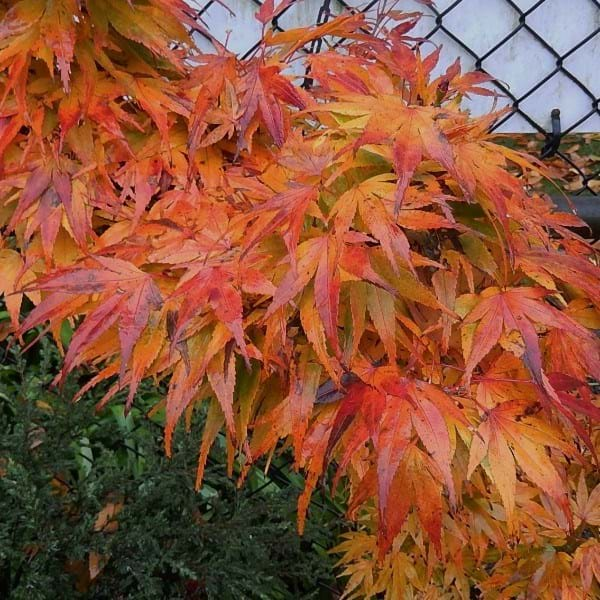 Acer Palmatum Mikawa Yatsubusa - Japanese Maple Mikawa Yatsubusa