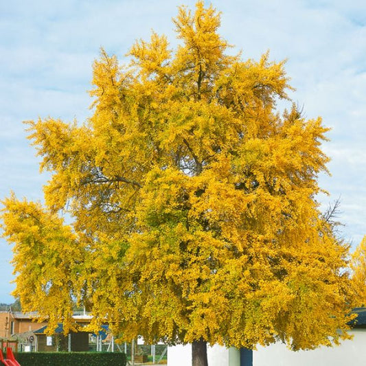 Ginkgo biloba - Ginkgo Tree