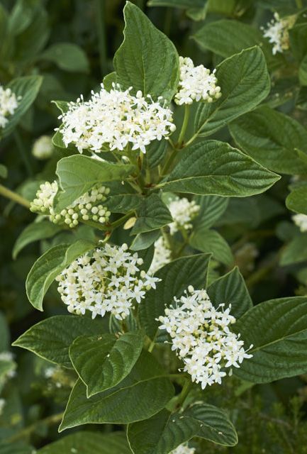 Cornus Stolonifera Flaviramea – Yellow Stemmed Dogwood