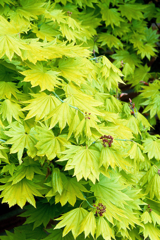 Acer Shirasawanum Aureum - Golden Full Moon Maple