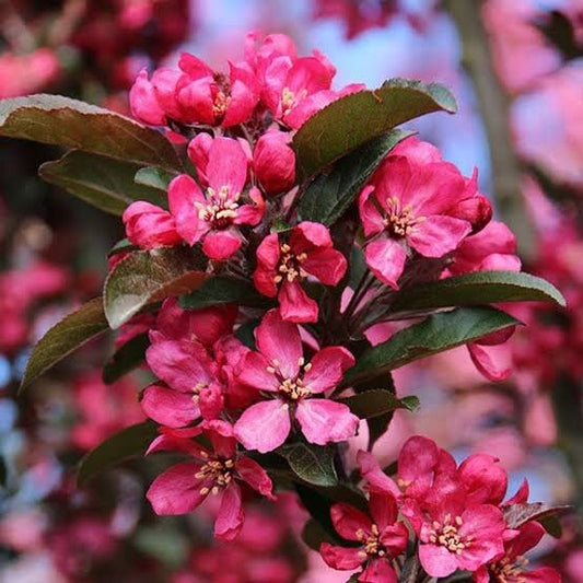 Malus Raspberry Spear - Crab Apple Raspberry Spear