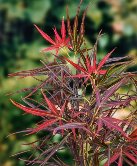 Acer Palmatum Red Pygmy - Japanese Maple Red Pygmy