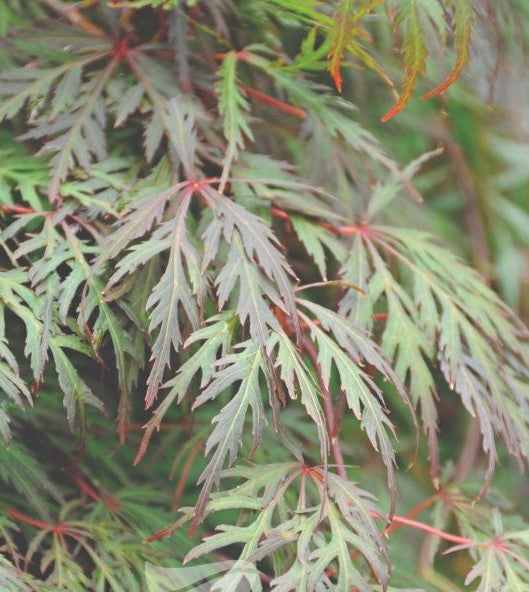 Acer Palmatum Dissectum Orangeola - Weeping Japanese Maple Orangeola