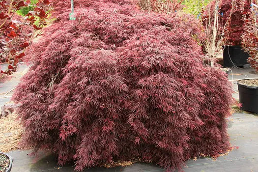 Acer Palmatum Dissectum Inaba Shidare - Weeping Japanese Maple Inaba Shidare