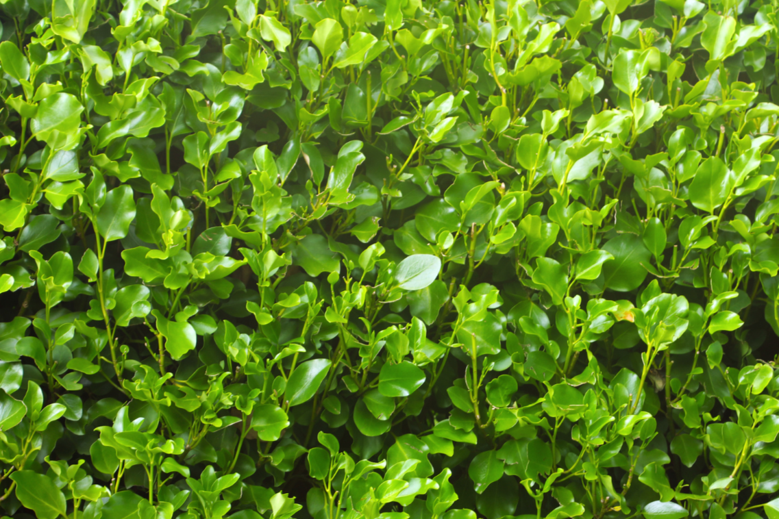 Griselinia Littoralis - Broadway Mint