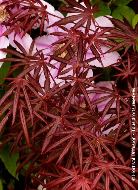 Acer Palmatum Tropemburg - Japanese Maple Tropemburg