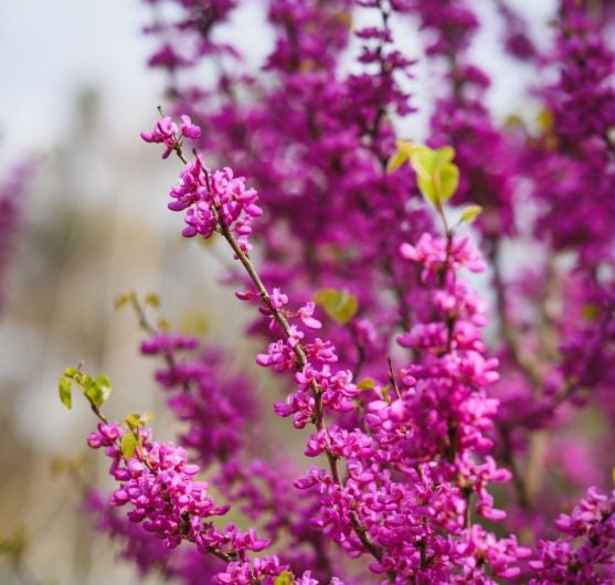 Cercis canadensis - Aurelian Redbud