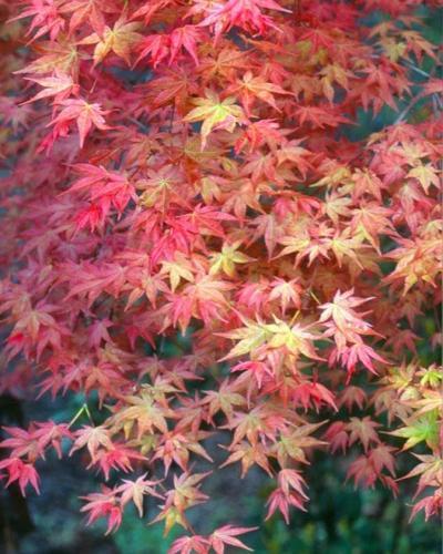 Acer Palmatum Shin Chishio - Japanese Maple Chishio Improved