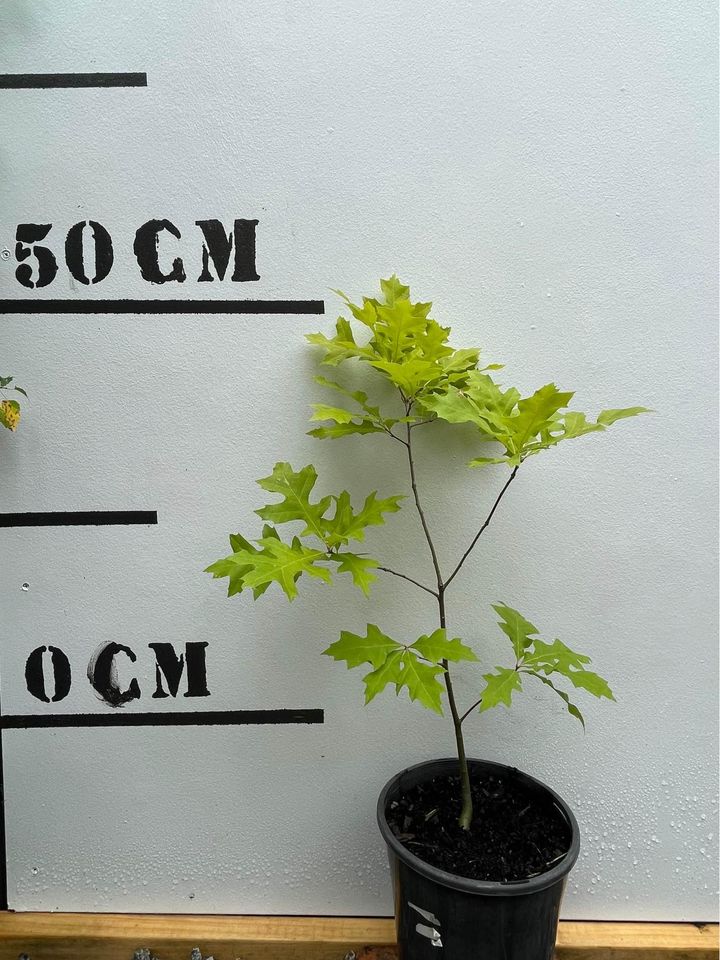 Quercus Palustris - Pin Oak