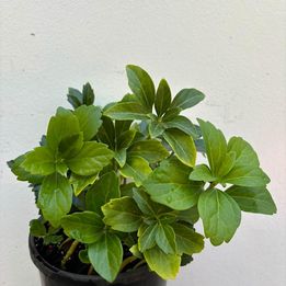 Pachysandra Terminalis - Japanese Spurge