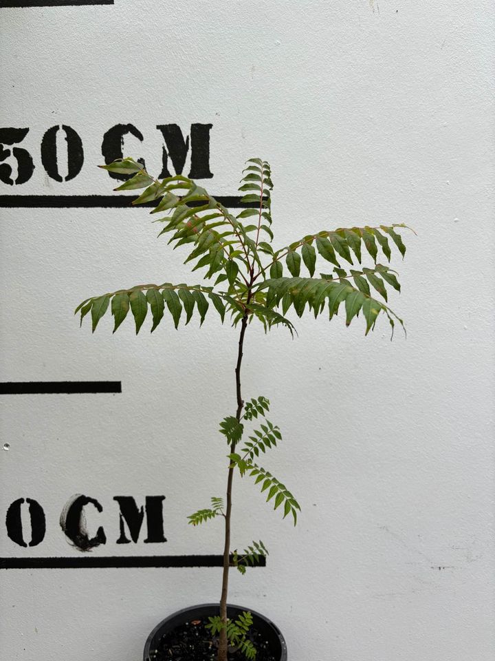 Pistacia chinensis - Chinese Pistachio