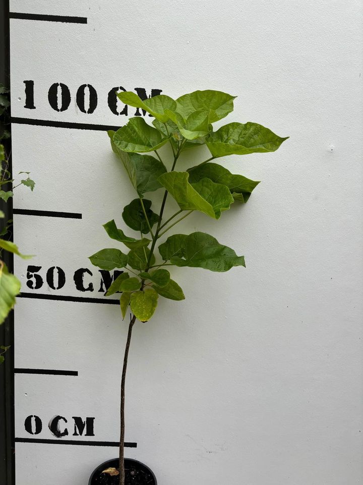 Catalpa Bignonioides - Indian Bean Tree