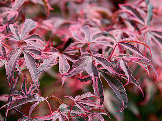 Acer Palmatum Shirazz - Japanese Maple Shirazz