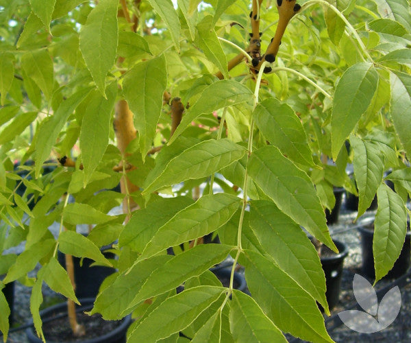 Fraxinus excelsior Aurea - Golden Ash