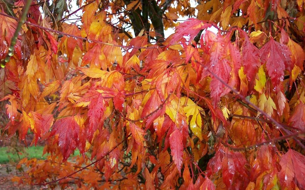 Acer Palmatum Koshimino - Japanese Maple Koshimino